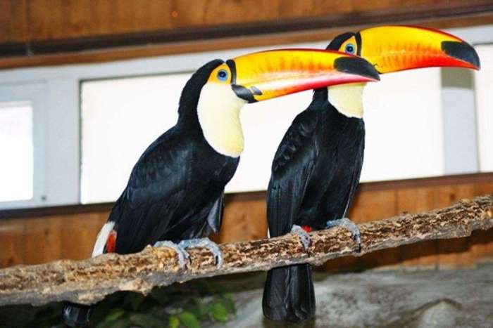 ramphastos sulfuratus