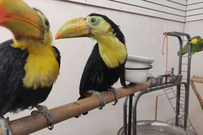ramphastos sulfuratus
