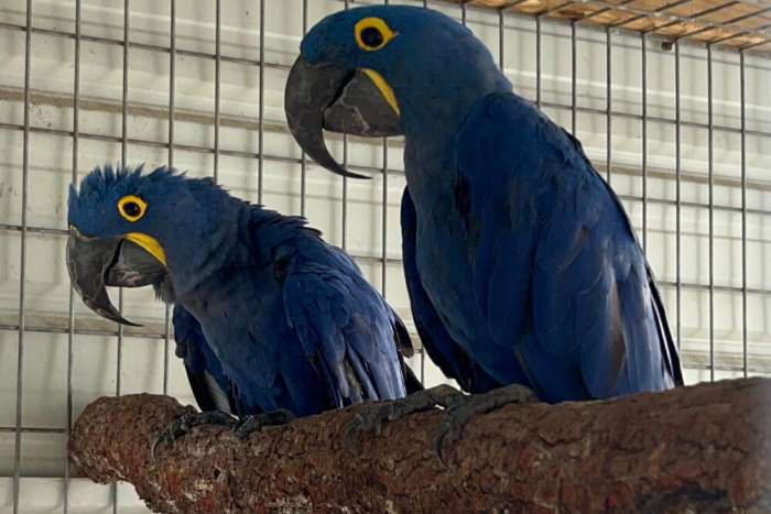 1.1 anodorhynchus hyacinthinus (hyacinth macaw)