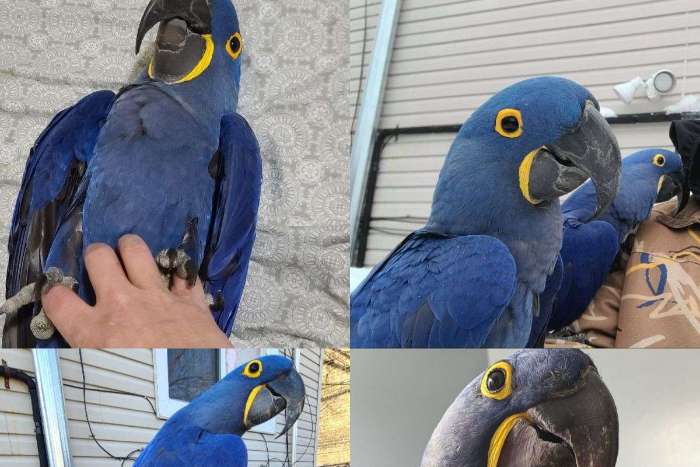 1.1 anodorhynchus hyacinthinus (hyacinth macaw)
