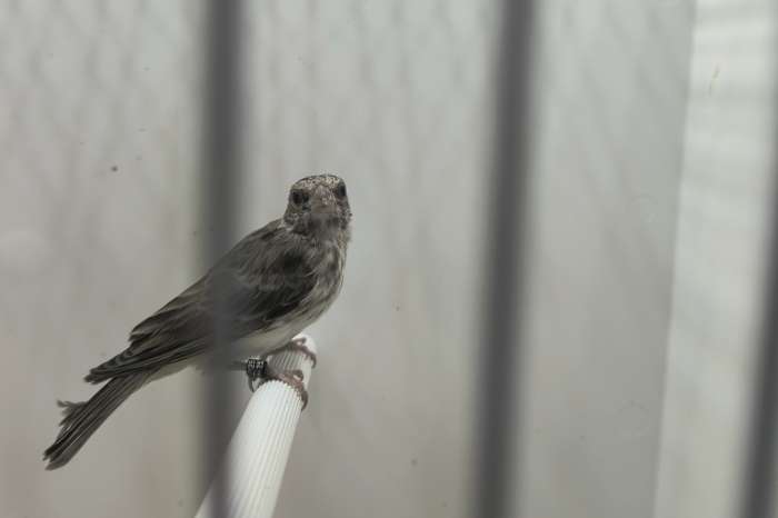 koppel witstuit edelzanger