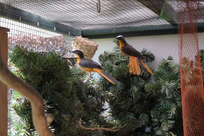 1-1 schubkop lawaaimakers