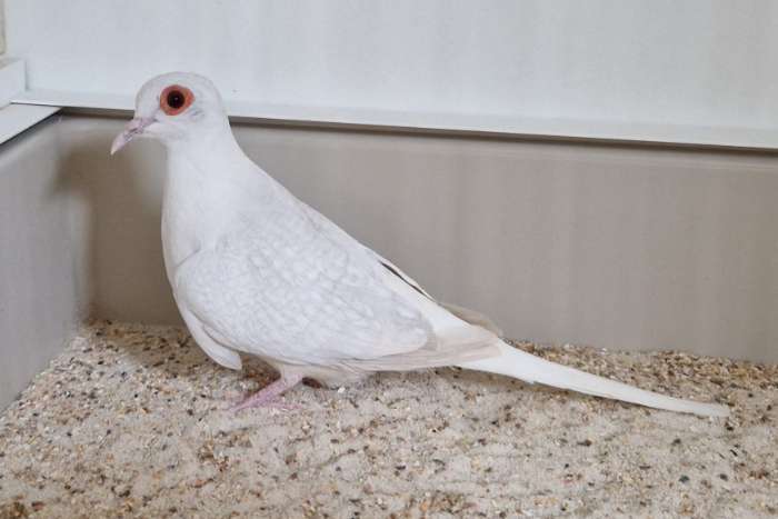 diamantduif mutaties