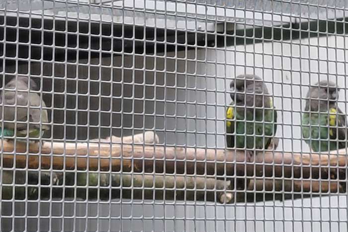 0-1 meyer/poicephalus meyeri damarensis.