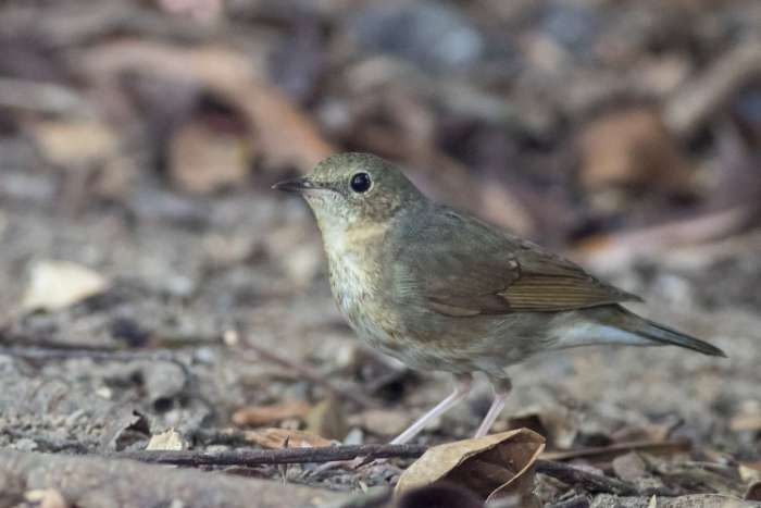 0-1 siberische blauwe nachtegaal - larvivora cyane