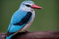 0-1 senegal ijsvogel (halcyon senegalensis)