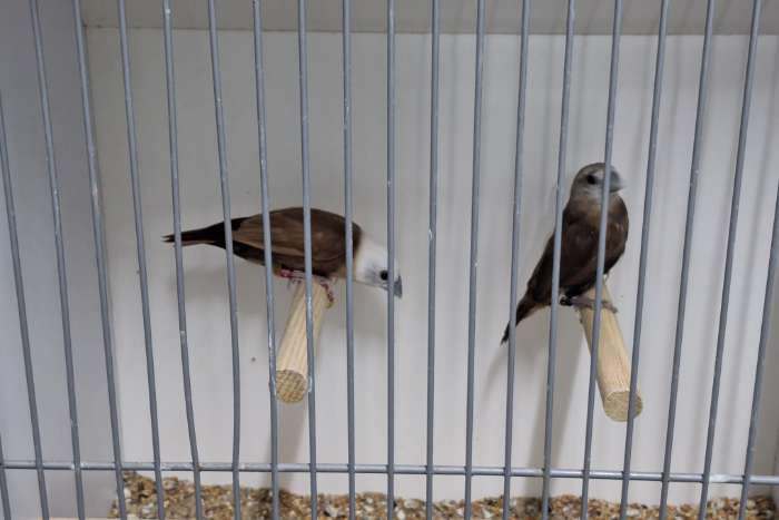 witkopnon man roodbruin