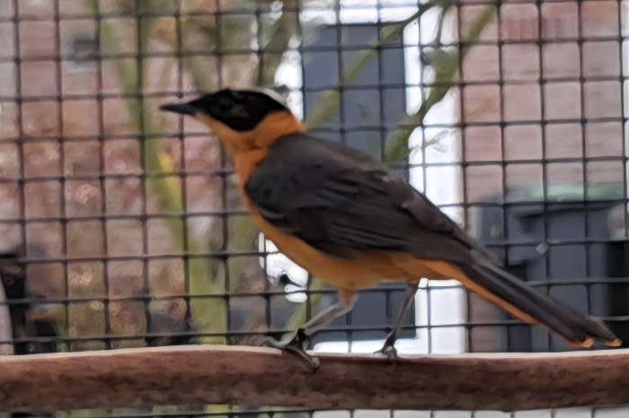 sneeuwkruintapuit man