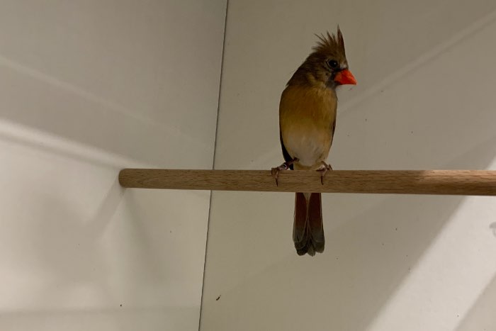 pop rode kardinaal 2021