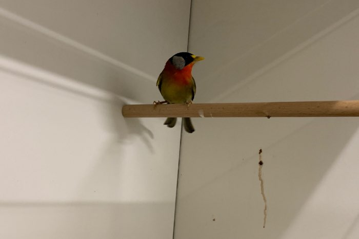 1-1 zilveroor nachtegaal 2023