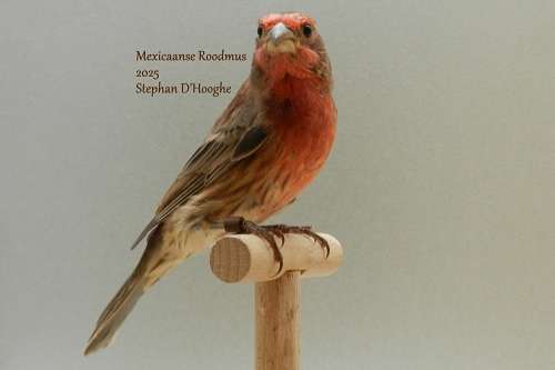 mexicaanse roodmus split ino