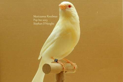 mexicaanse roodmus split ino