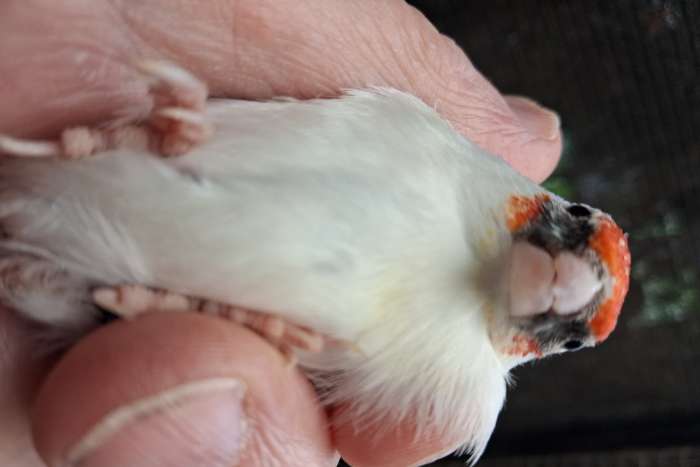 ruil bonte agaat distelvink man.