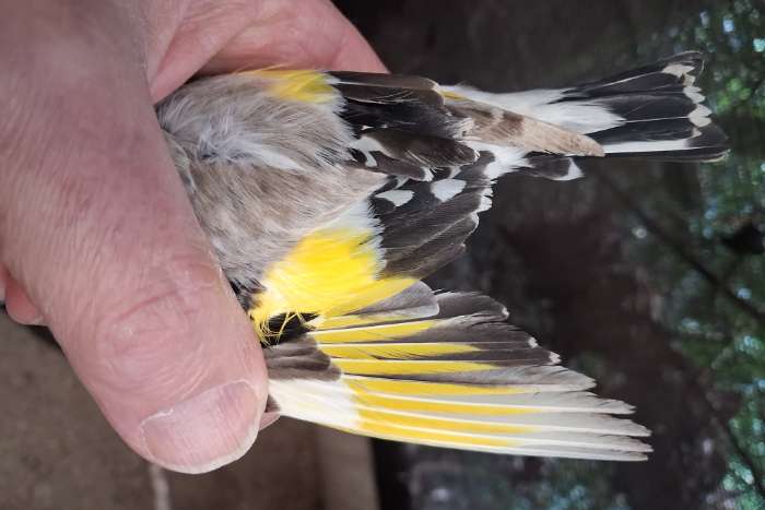 ruil bonte agaat distelvink man.