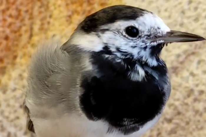 motacilla alba