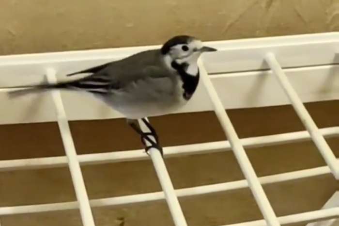 motacilla alba