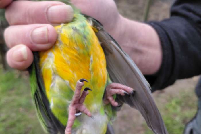 oranjebuik (mesotypus) bonte boer-senegal-papegaai