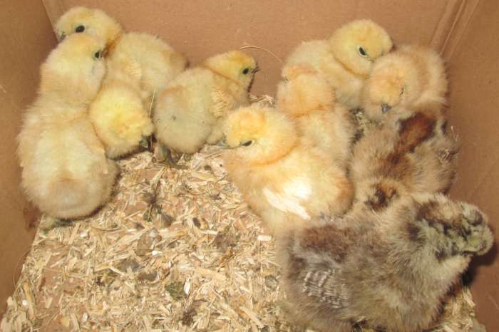 kuikens van zijdehoenders