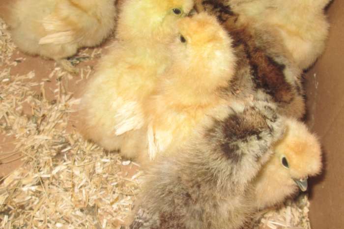 kuikens van zijdehoenders