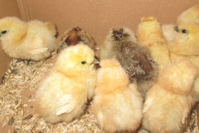 kuikens van zijdehoenders