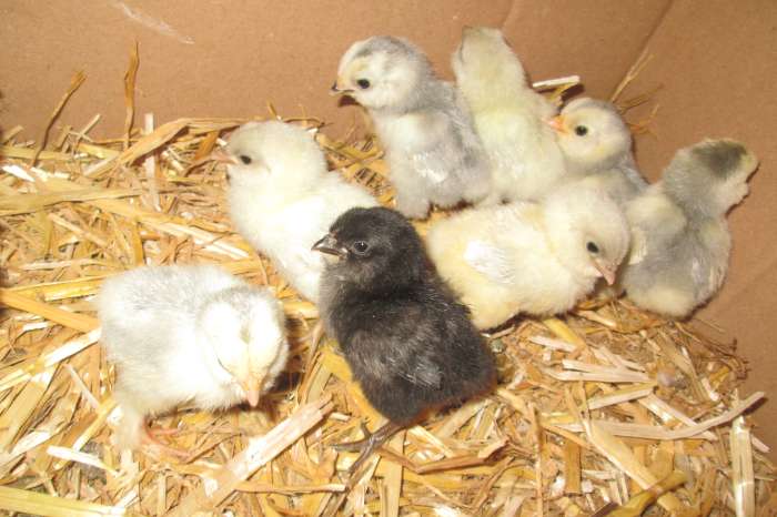 belgische baardkriel kuikentjes