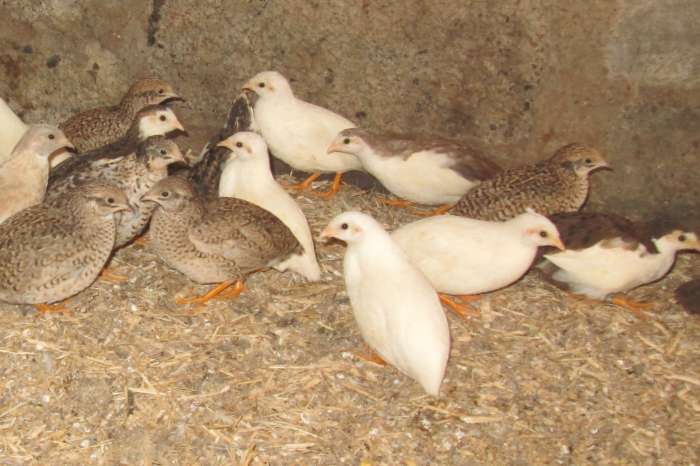 chinese dwergkwartels