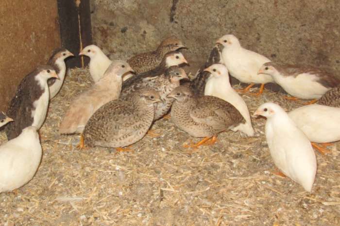 chinese dwergkwartels