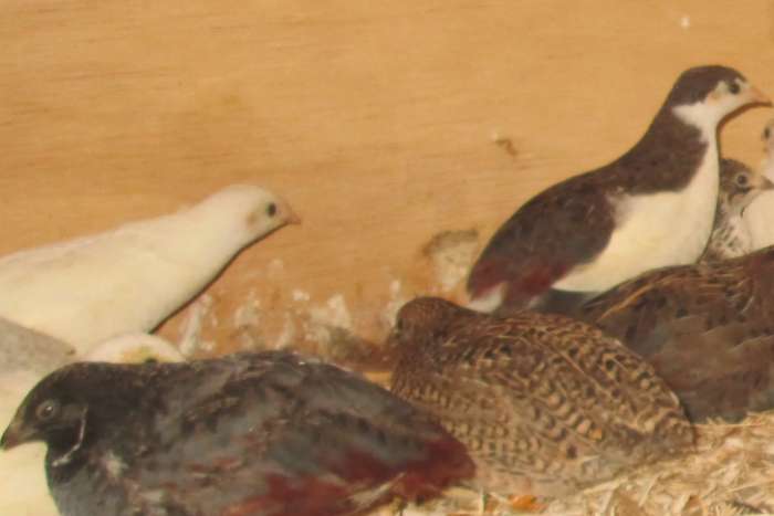 chinese dwergkwartels