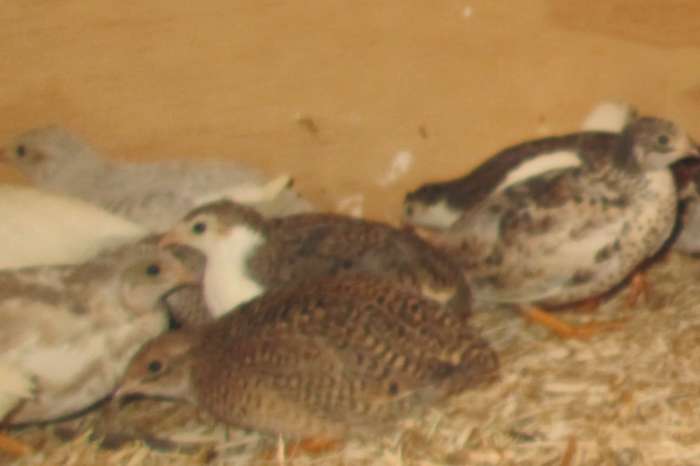 chinese dwergkwartels