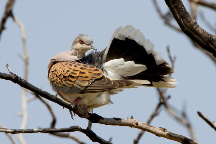 zomertortel doffer 2025