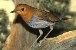 0.1 jap. roodborst gezocht