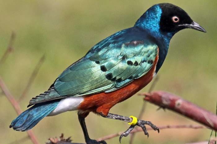 driekleur glansspreeuw