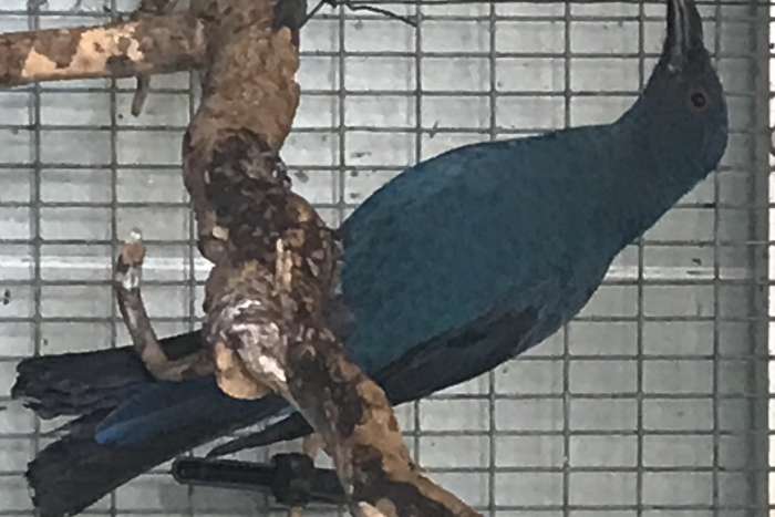 femelle iréna puella 2025