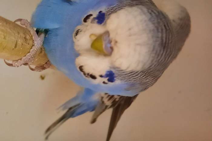 jonge engelse grasparkieten