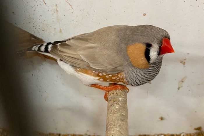 zebravinken bleekrug grijs