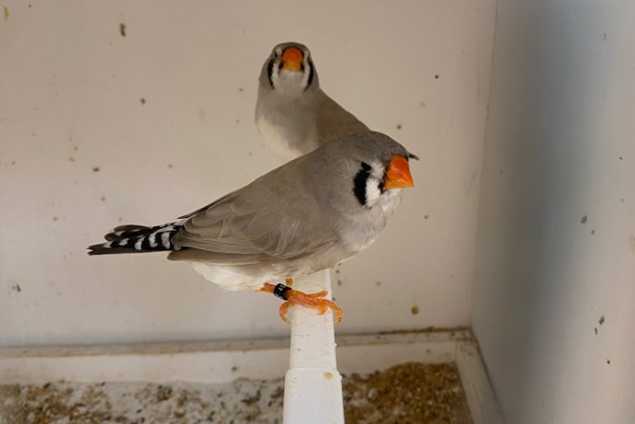 zebravinken bleekrug grijs