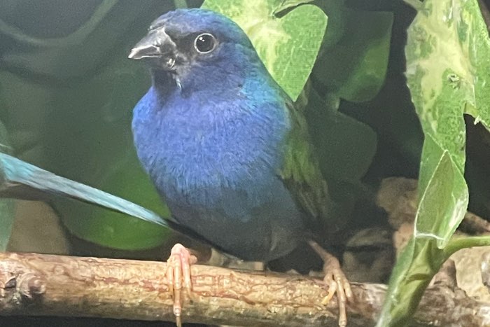 te koop: forbes papegaaiamadine man