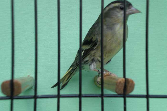 vogelbeurs vlaardingen