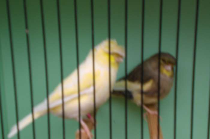 vogelbeurs vlaardingen