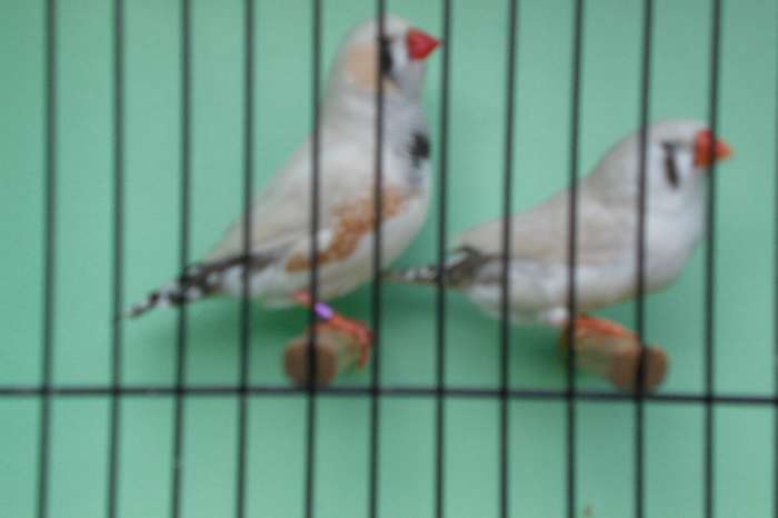 vogelbeurs vlaardingen