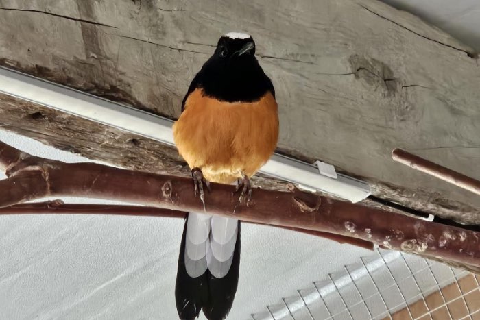 witkruin schamalijster man