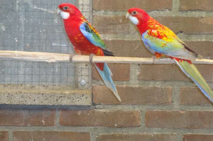 rosella's