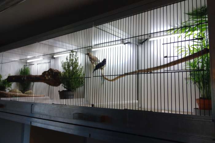 avicultuur-led dimmers voor 'n goed dag/nachtritme