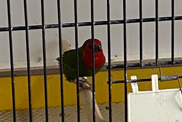 lutino split roodkop papegaai amadine mannen 2025