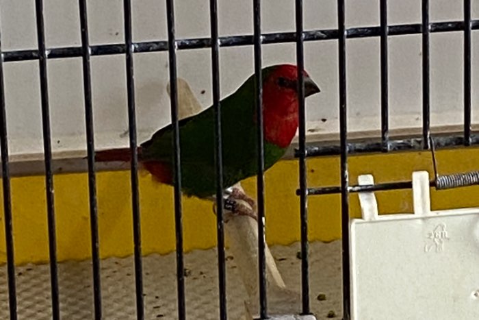 lutino split roodkop papegaai amadine mannen 2025