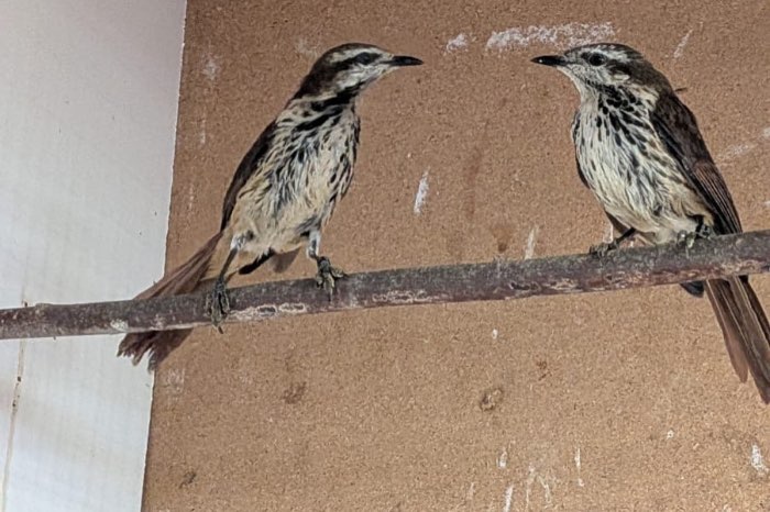 gezocht , palmlijsters