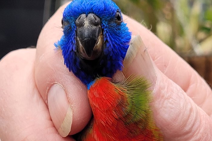 zeer mooie splendid man