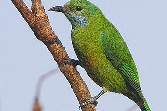 pop hardwick bladvogel geringd 2025