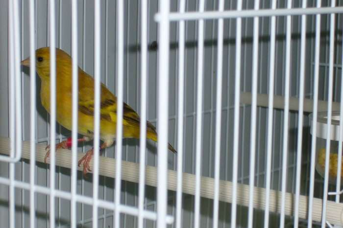 zwartkopsijspop topaas