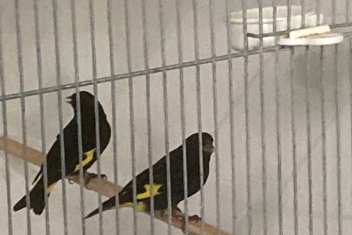 zwarte sijzen mannen